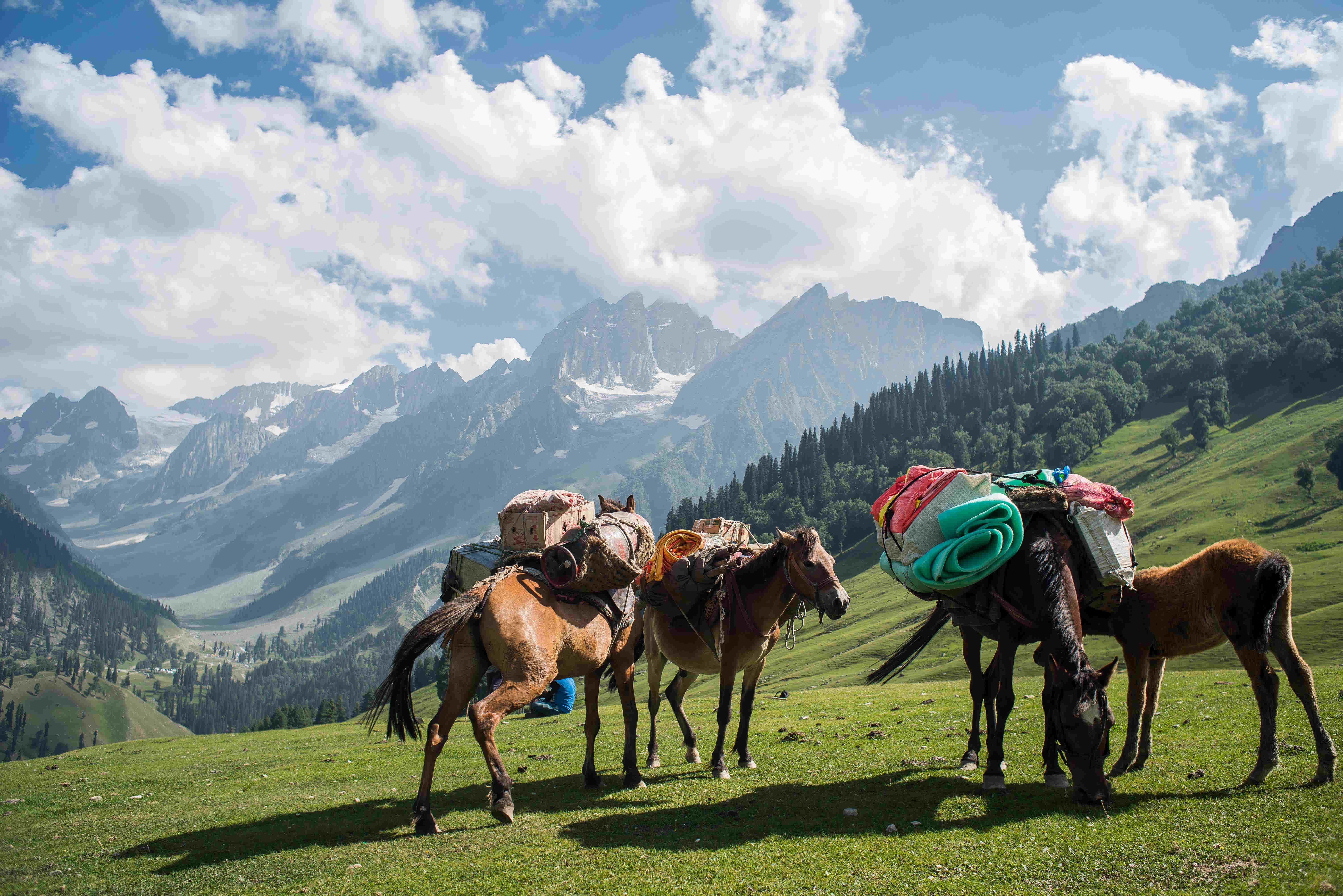 Horses-in-Kahmir.-Photo-by-Daniel-ODonnell.jpg