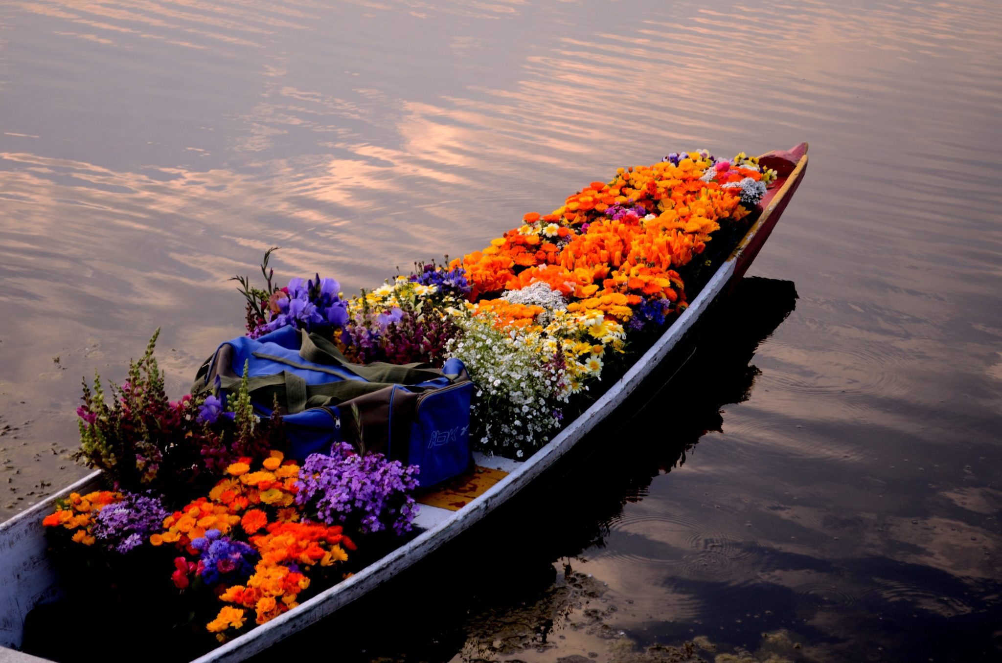 Kashmir-flowers.jpg