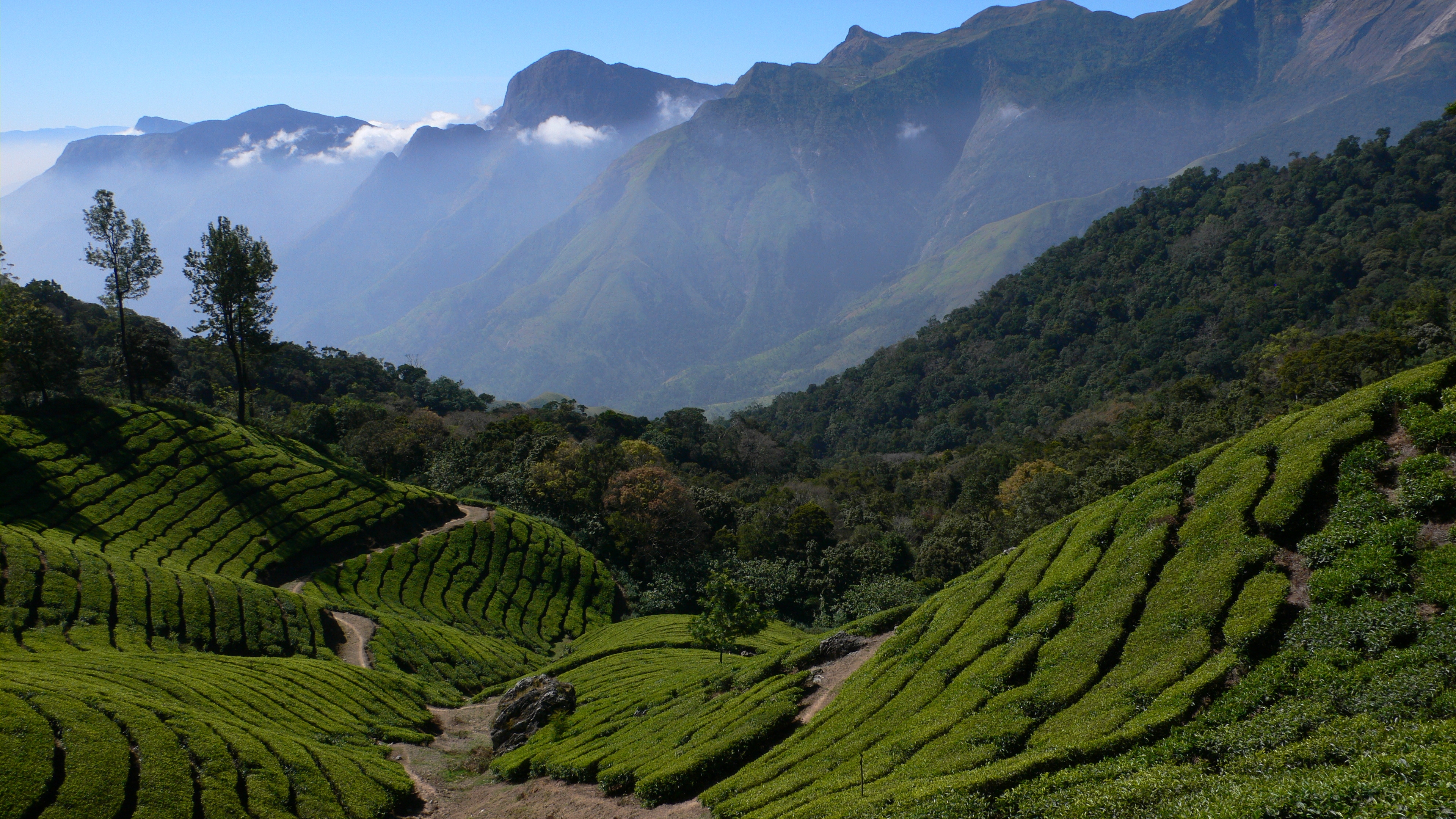 Tea-plantation-fotolia.jpg