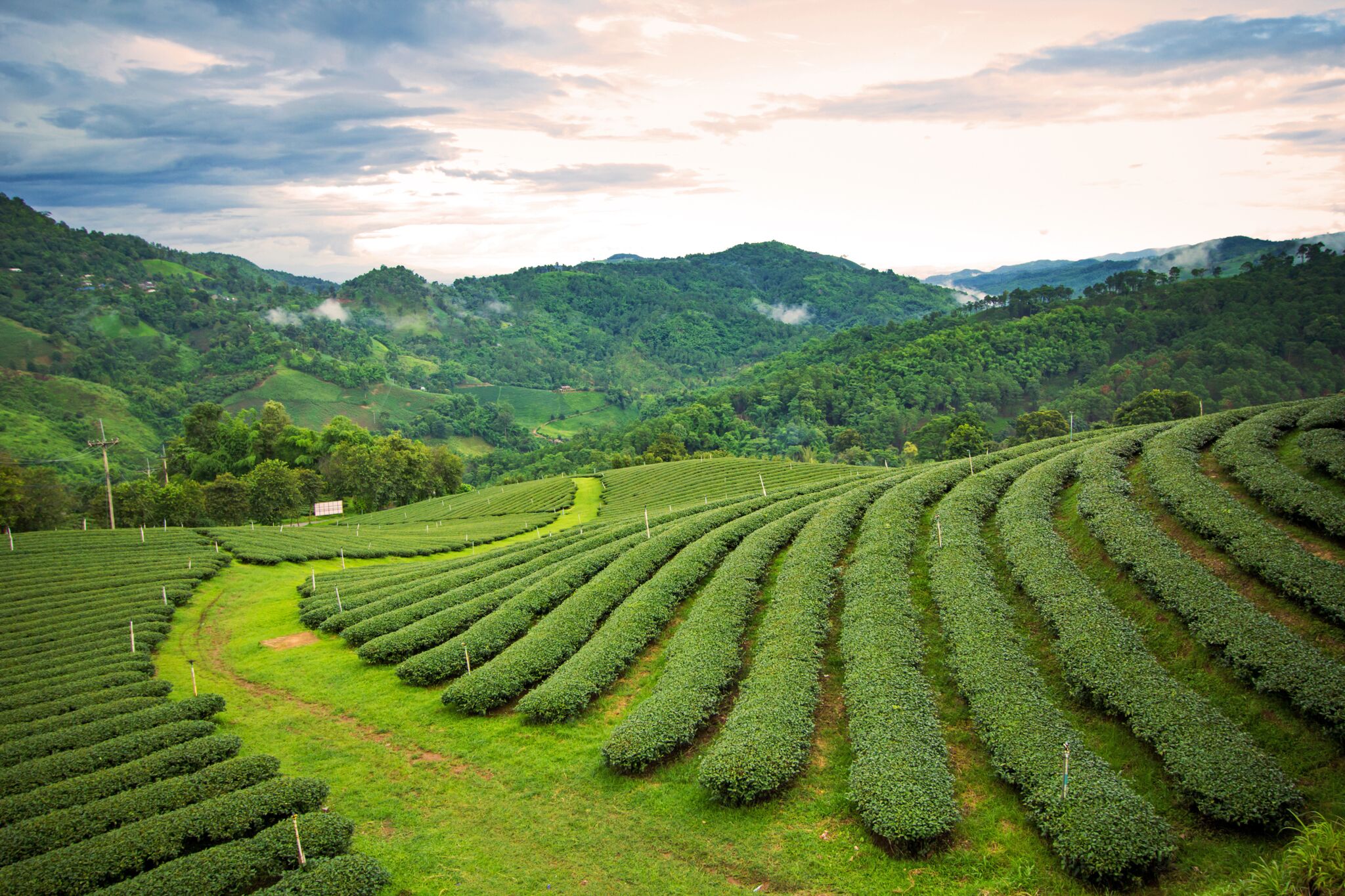 WTN170206_KenyaUpdate_teaestate.jpg