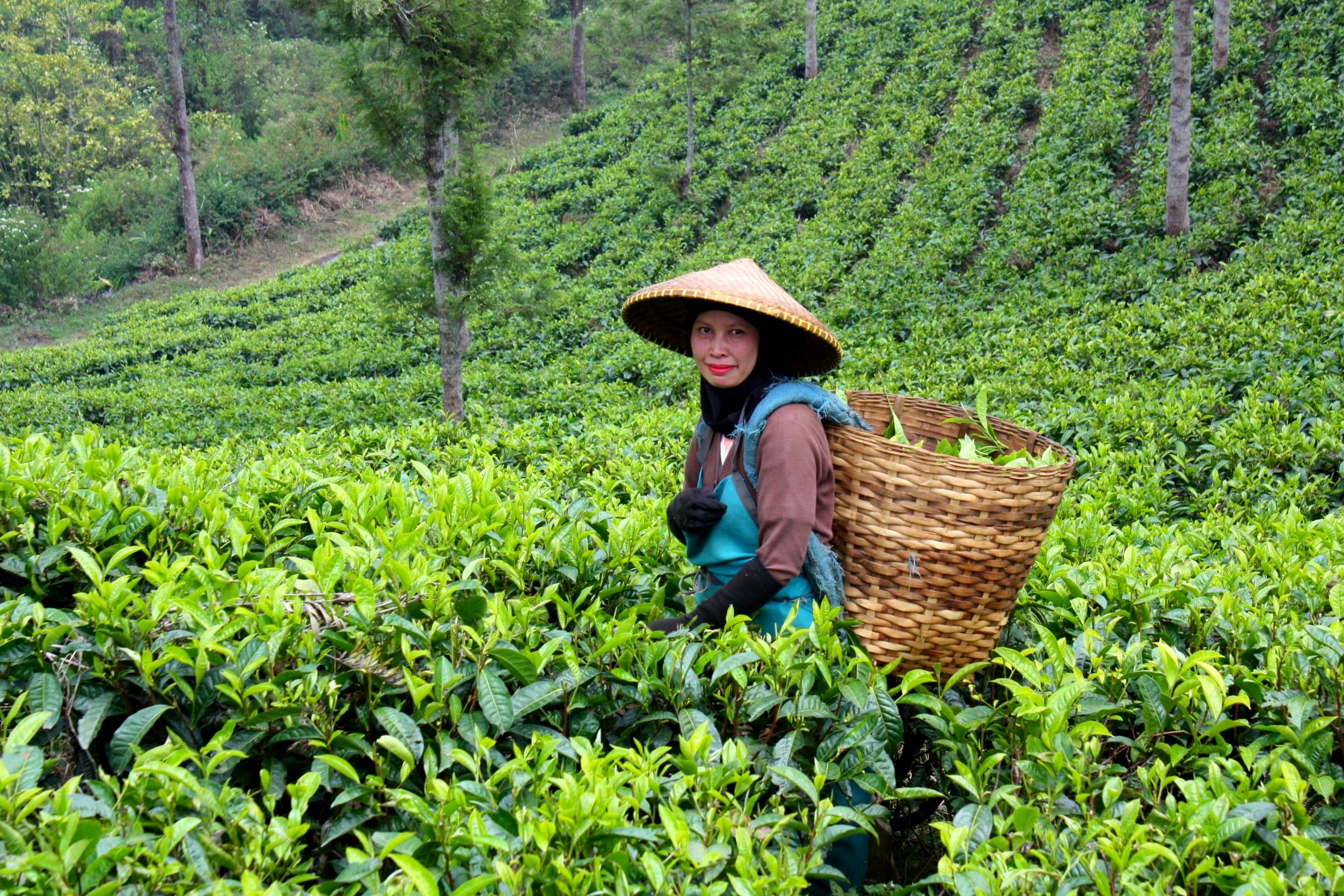 malabar_tea_estate_harvest.jpg