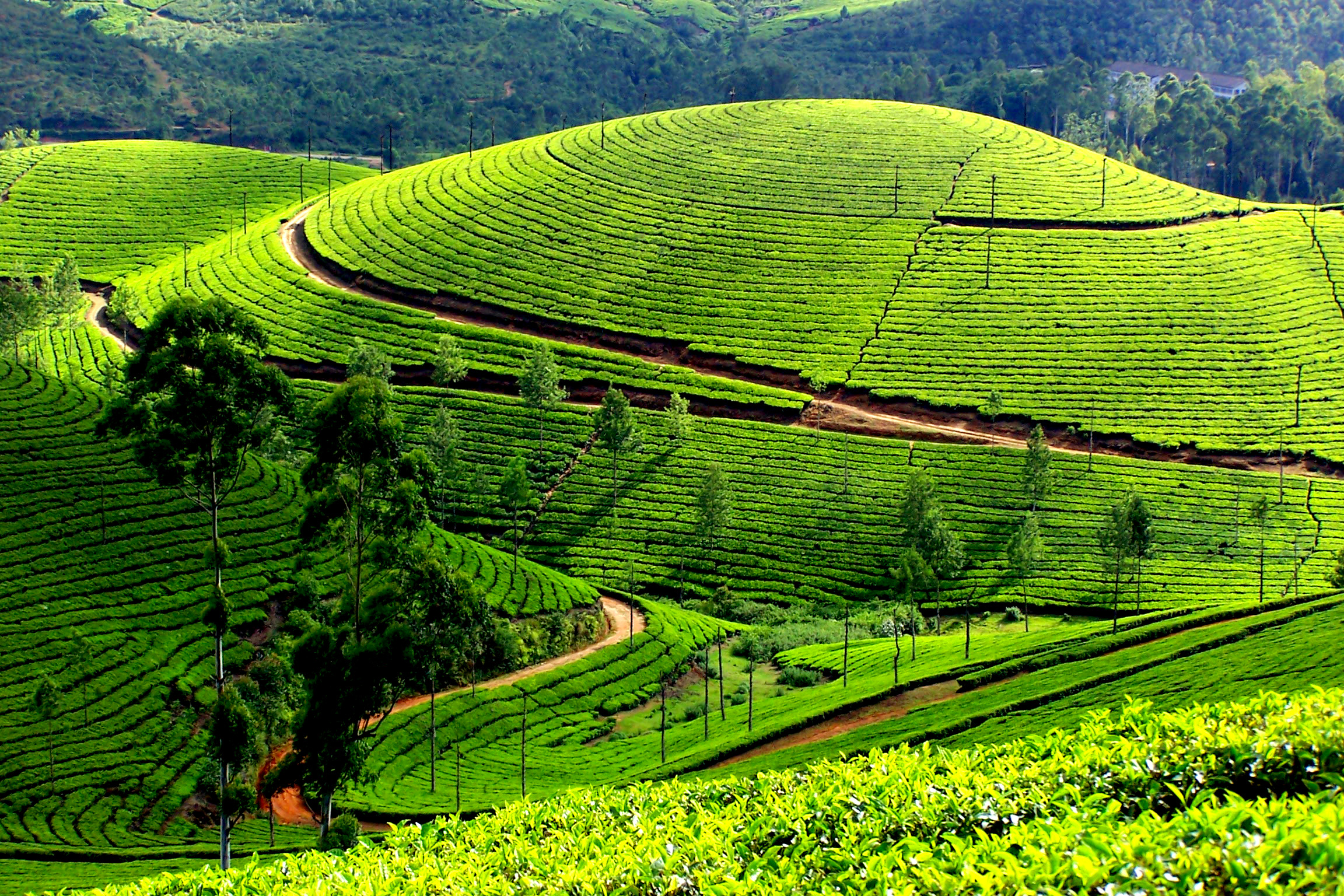 munnar1.jpg