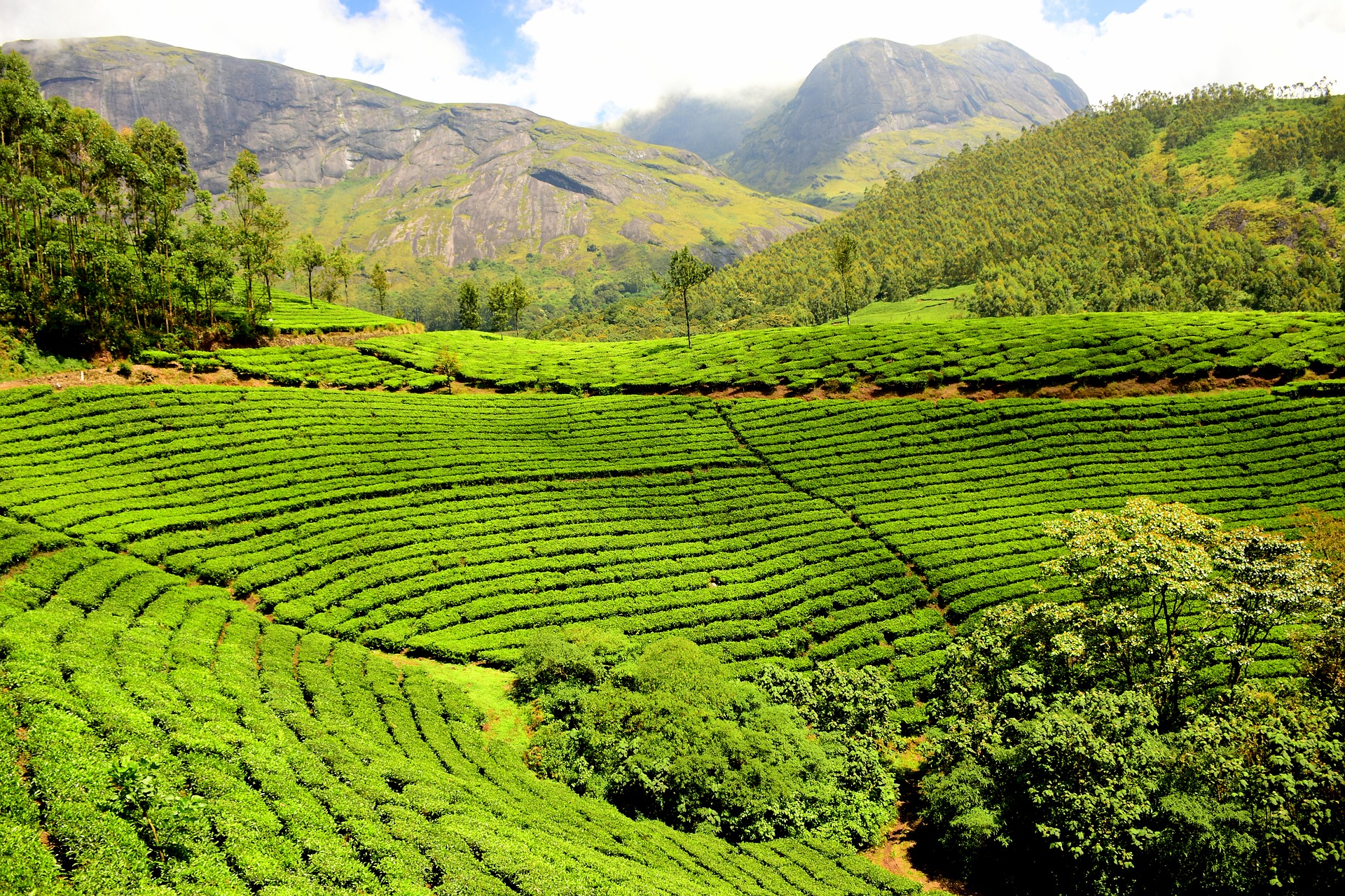tea-plantation-1751369_1920.jpg